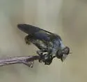 Spring Twigsitter - photo 2
