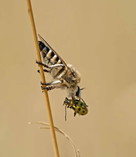 Fuzzy-white Twigsitter