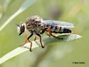 Elegant Twigsitter - photo 2