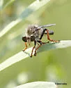 Elegant Twigsitter - photo 3
