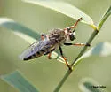 Elegant Twigsitter - photo 4