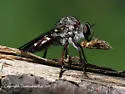 Eastern Twigsitter - Heteropogon macerinus