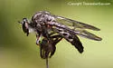 Eastern Twigsitter - photo 2