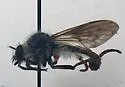 Spot-veined Twigsitter