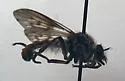 Spot-veined Twigsitter - photo 2