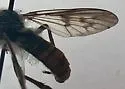 Spot-veined Twigsitter - photo 3