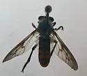 Spot-veined Twigsitter - photo 4