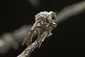 Spot-veined Twigsitter - photo 5