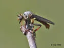 Dark-winged Twigsitter - Heteropogon patruelis