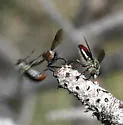 Dark-winged Twigsitter - photo 2