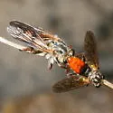 Dark-winged Twigsitter - photo 3