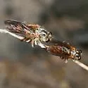Dark-winged Twigsitter - photo 4