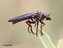 Dark-winged Twigsitter - photo 5