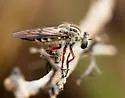 Red-banded Twigsitter