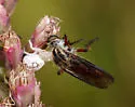 Red-banded Twigsitter - photo 2