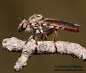 Broad-tailed Twigsitter - photo 2