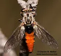 Broad-tailed Twigsitter - photo 3