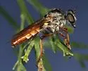 Broad-tailed Twigsitter - photo 4