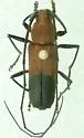 Heterops dimidiatus - Heterops dimidiatus