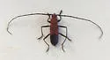Heterops dimidiatus - photo 2