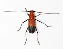 Heterops dimidiatus - photo 3