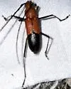 Heterops dimidiatus - photo 4