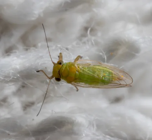 Leucaena Psyllid