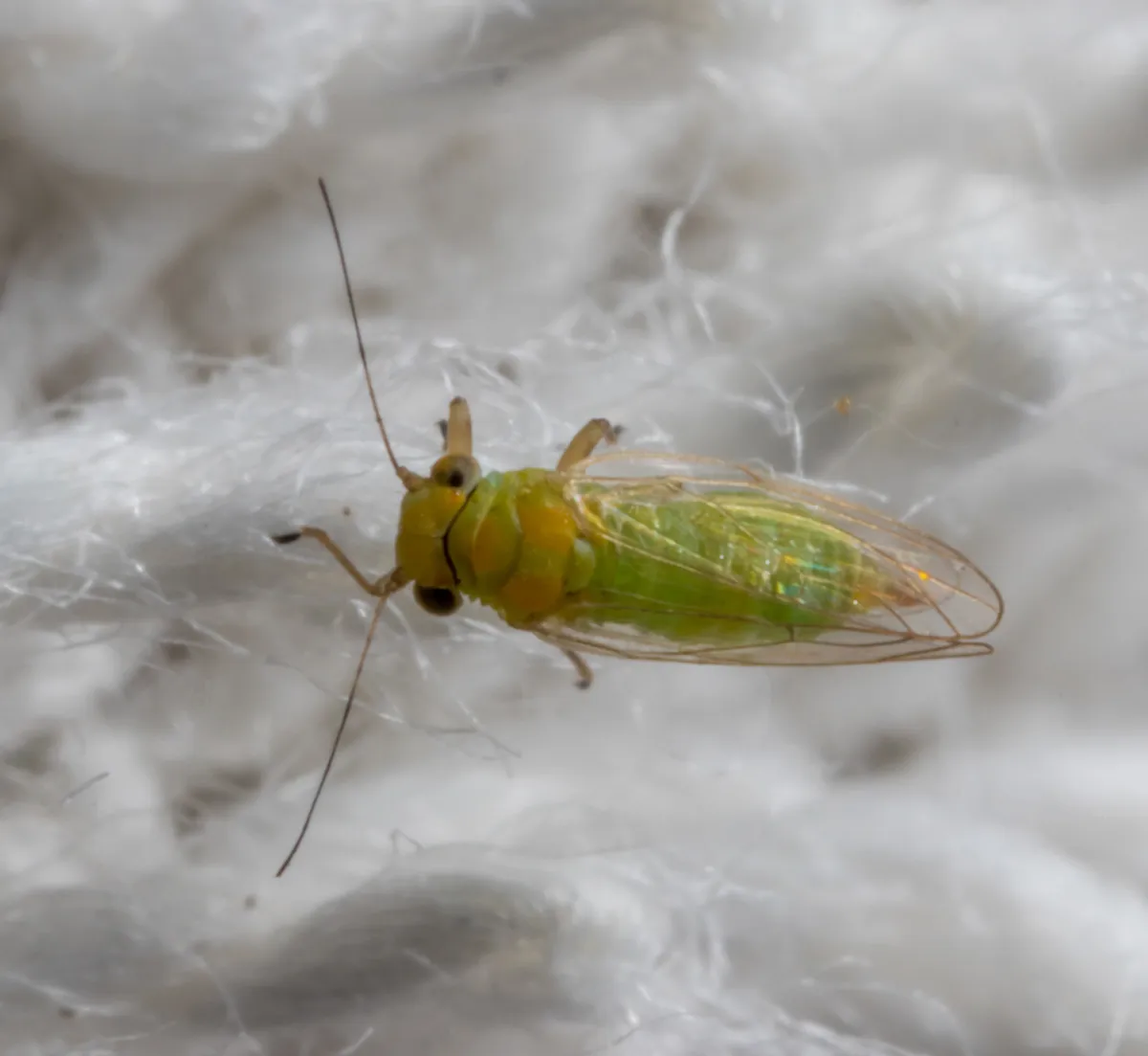 Leucaena Psyllid - photo 3