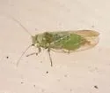 Heteropsylla flexuosa