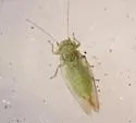 Heteropsylla flexuosa - photo 2
