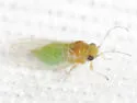 Heteropsylla huasachae