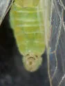Heteropsylla huasachae - photo 3