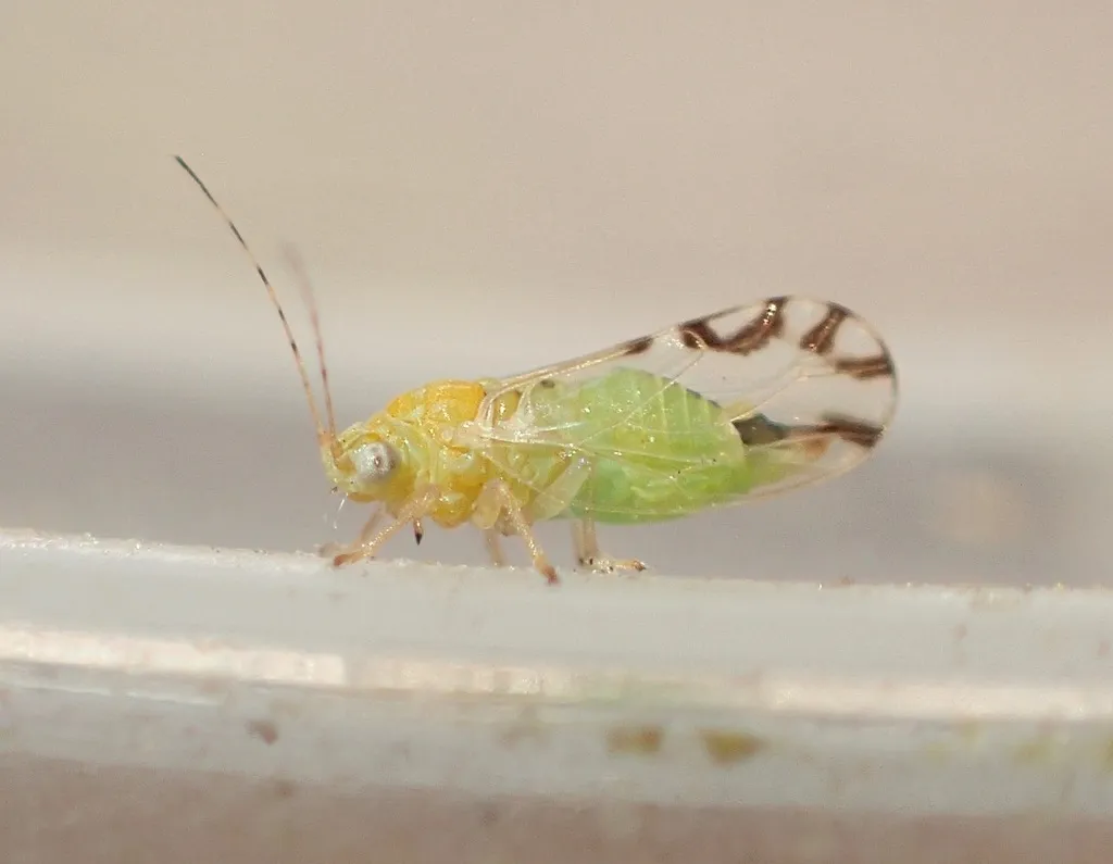 Mesquite Psyllid