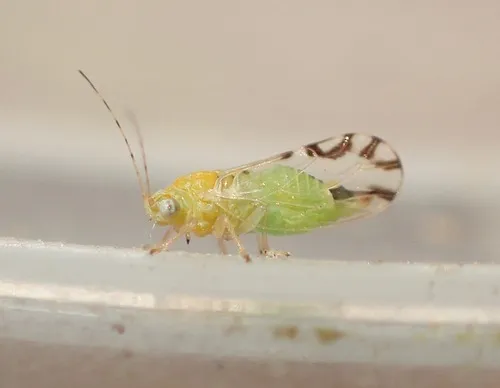 Mesquite Psyllid - photo 2