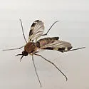 Heteropterna cressoni