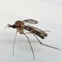 Heteropterna cressoni - photo 2