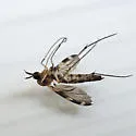 Heteropterna cressoni - photo 3