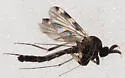 Heteropterna cressoni - photo 4