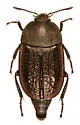 Heterosilpha aenescens