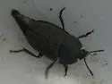 Garden Carrion Beetle - photo 2
