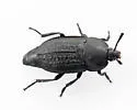 Garden Carrion Beetle - photo 3