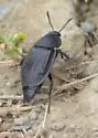 Garden Carrion Beetle - photo 4