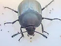Garden Carrion Beetle - photo 5