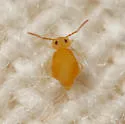 Heterosminthurus aquaticus