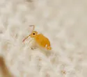 Heterosminthurus aquaticus - photo 2