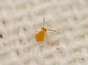 Heterosminthurus aquaticus - photo 3