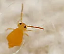 Heterosminthurus aquaticus - photo 4