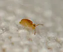 Heterosminthurus aquaticus - photo 5