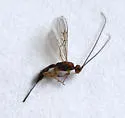 Heterospilus eurostae