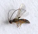 Heterospilus eurostae - photo 2